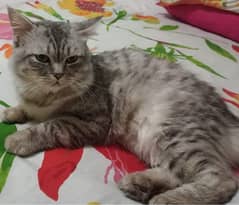 A Persian Male Cat Tripple Coat in Grey Colour with Golden Eyes