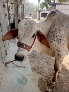 cholistani cow