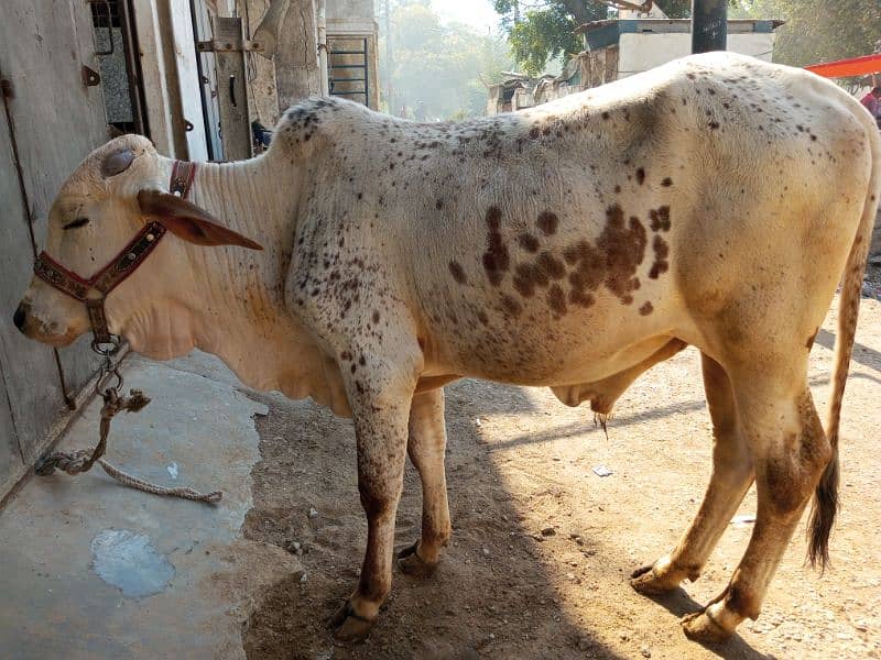 cholistani cow 1