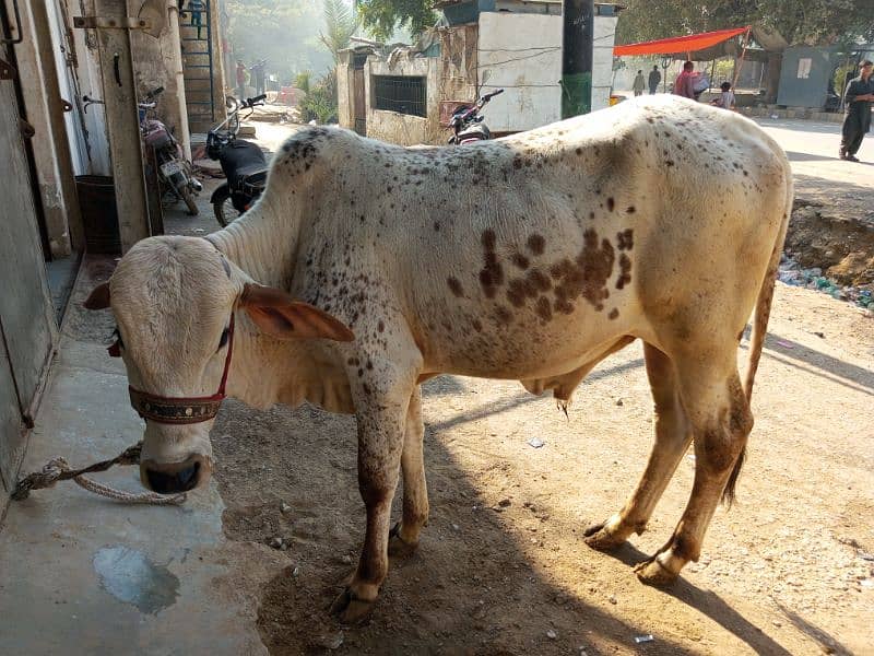 cholistani cow 2