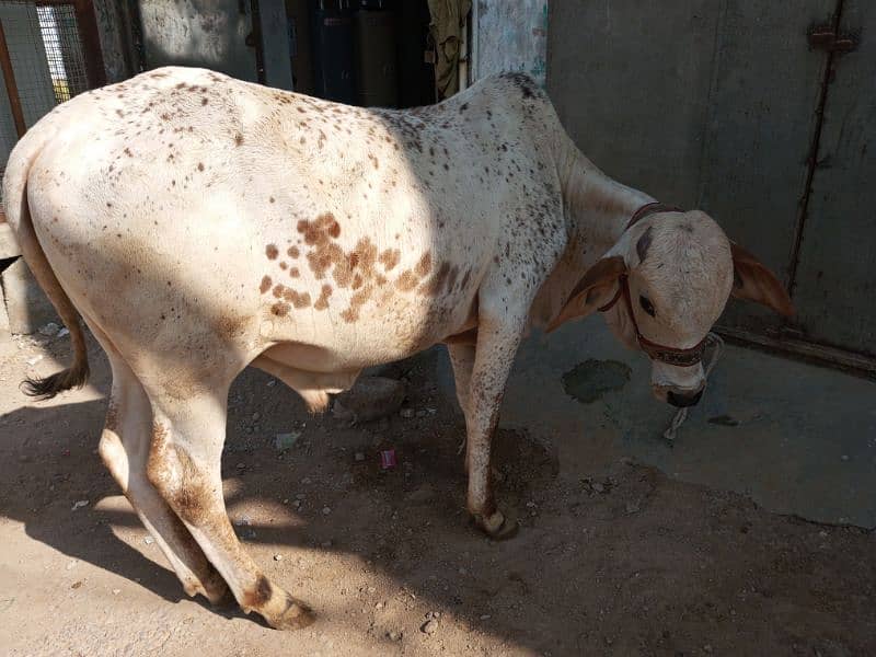 cholistani cow 3