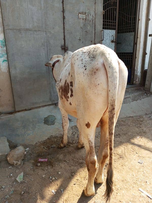 cholistani cow 4