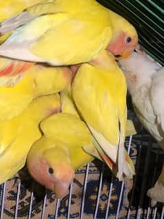 common lutino red eyes fisheries / love birds/ breeder pair /parrots