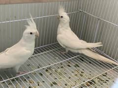 Eno Red Eyes Cockatiel Breeder Pair