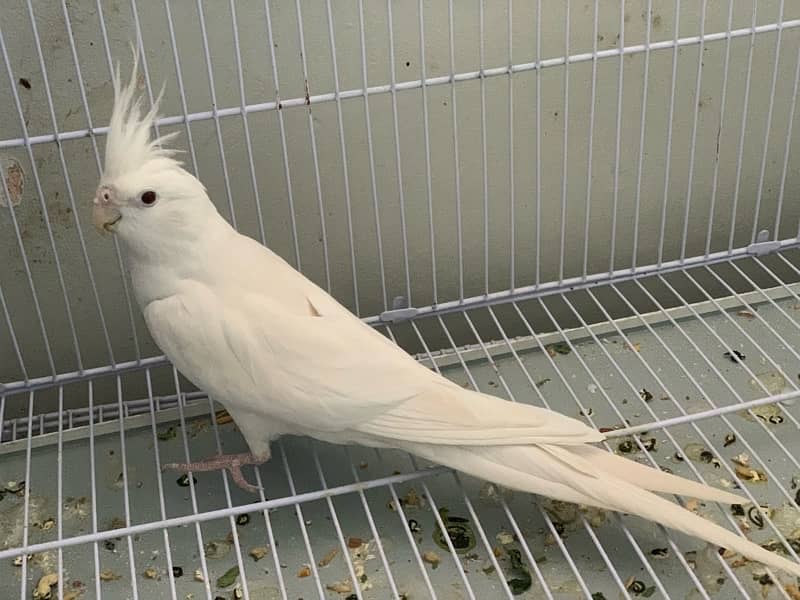 Eno Red Eyes Cockatiel Breeder Pair 1