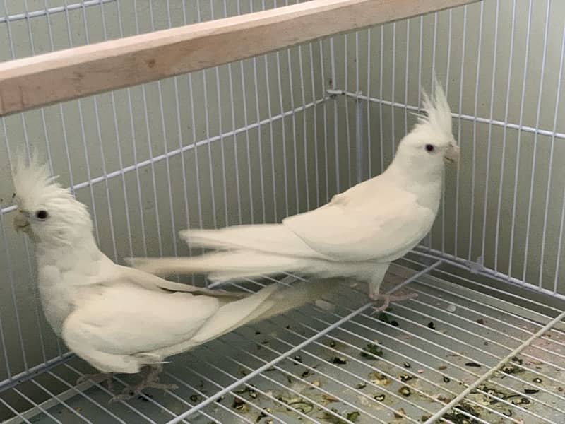 Eno Red Eyes Cockatiel Breeder Pair 2