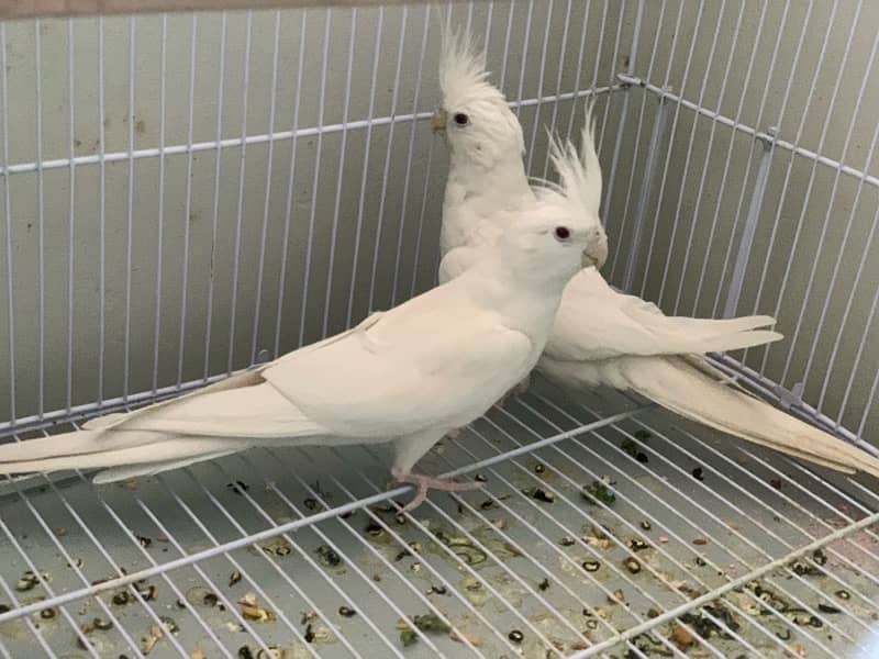 Eno Red Eyes Cockatiel Breeder Pair 3