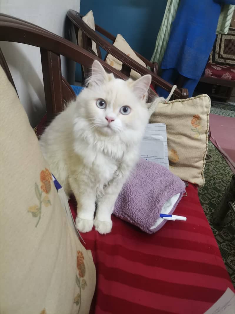 Female persian cat 1