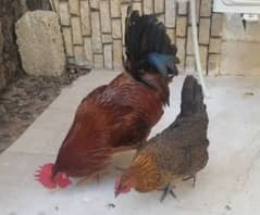 egg laying Desi 1 hen and 2 male exchange possible