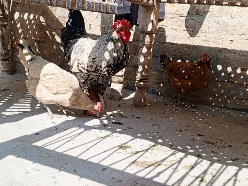 Murgia (Hen) Male And Female 0