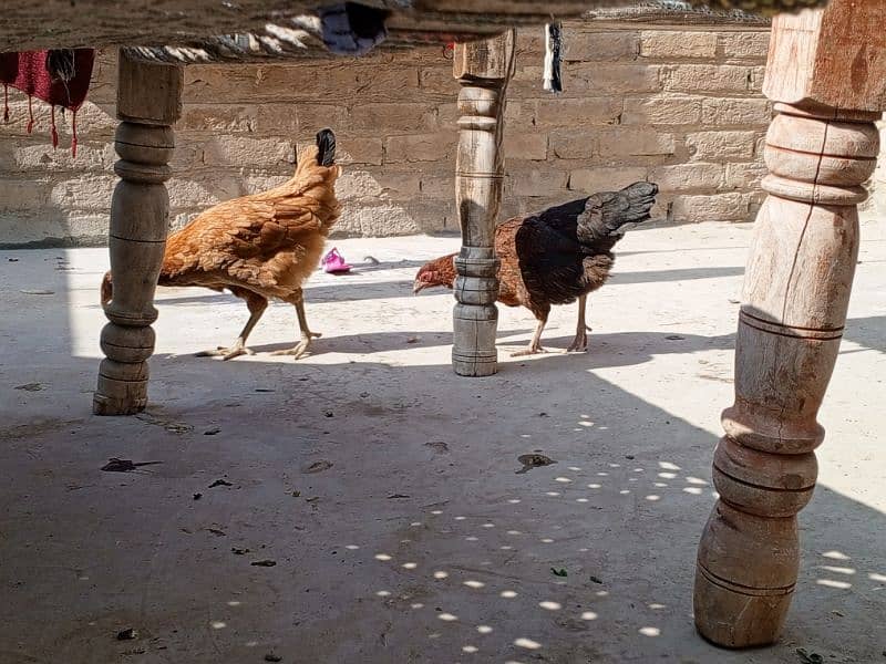 Murgia (Hen) Male And Female 1