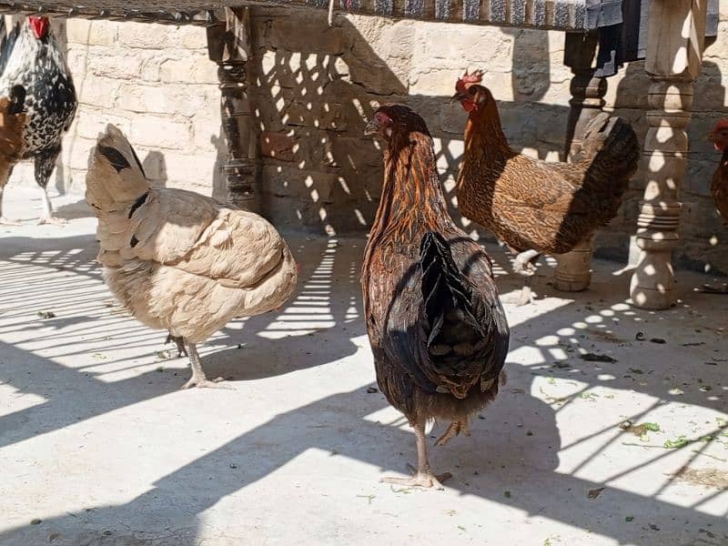 Murgia (Hen) Male And Female 2