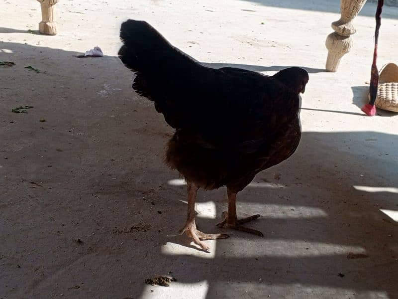 Murgia (Hen) Male And Female 3