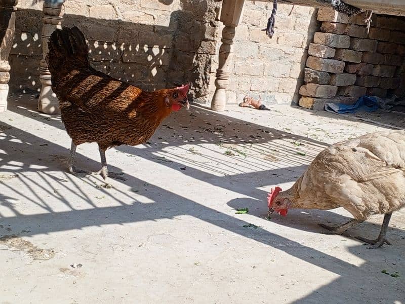 Murgia (Hen) Male And Female 4