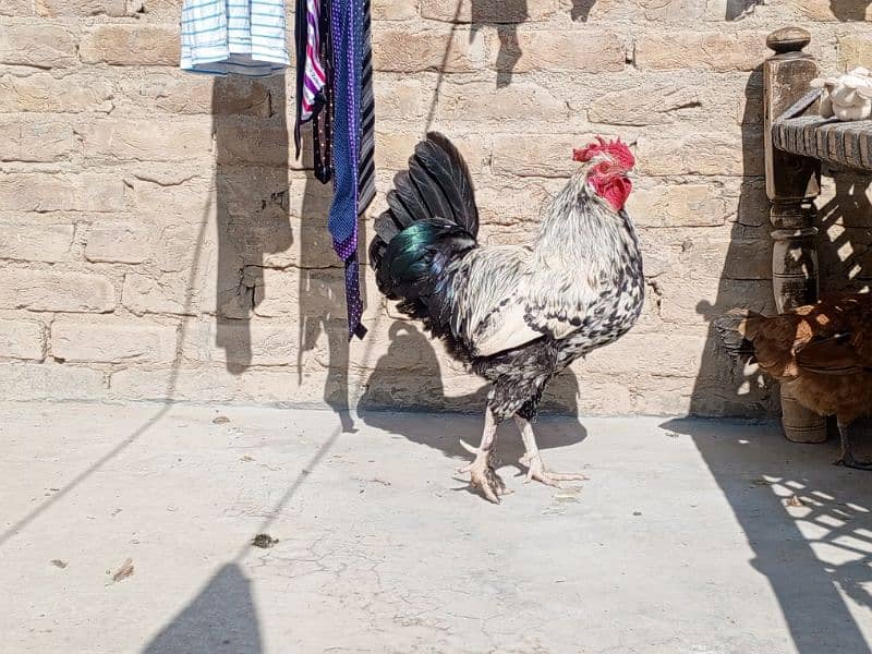 Murgia (Hen) Male And Female 5