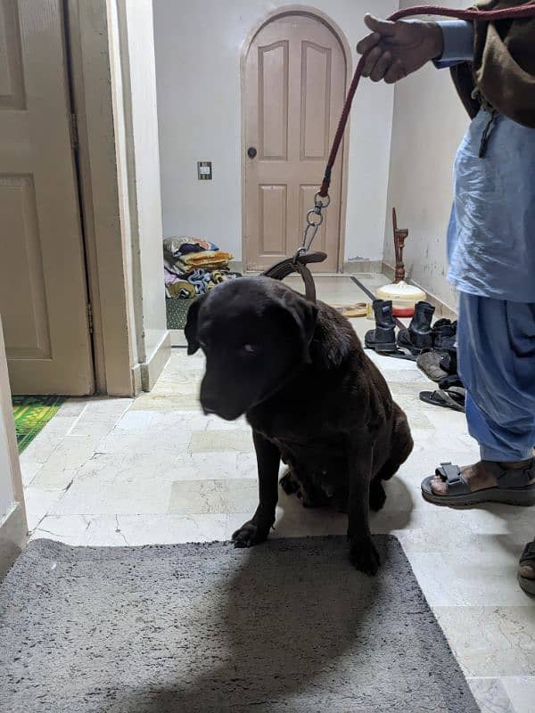 Pregnant Labrador for Sale - Expecting Puppies in 10-15 Days 0