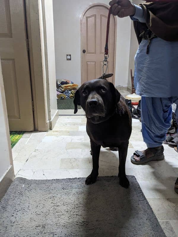 Pregnant Labrador for Sale - Expecting Puppies in 10-15 Days 1