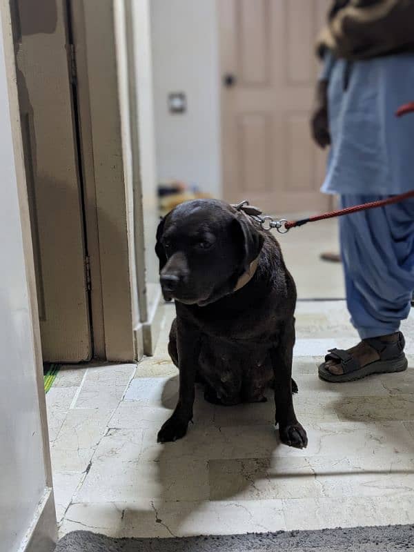 Pregnant Labrador for Sale - Expecting Puppies in 10-15 Days 2