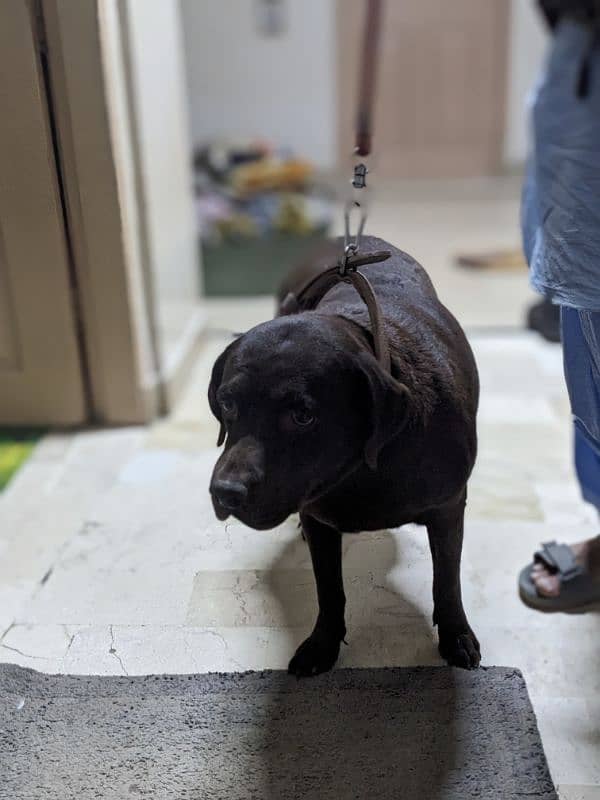 Pregnant Labrador for Sale - Expecting Puppies in 10-15 Days 5