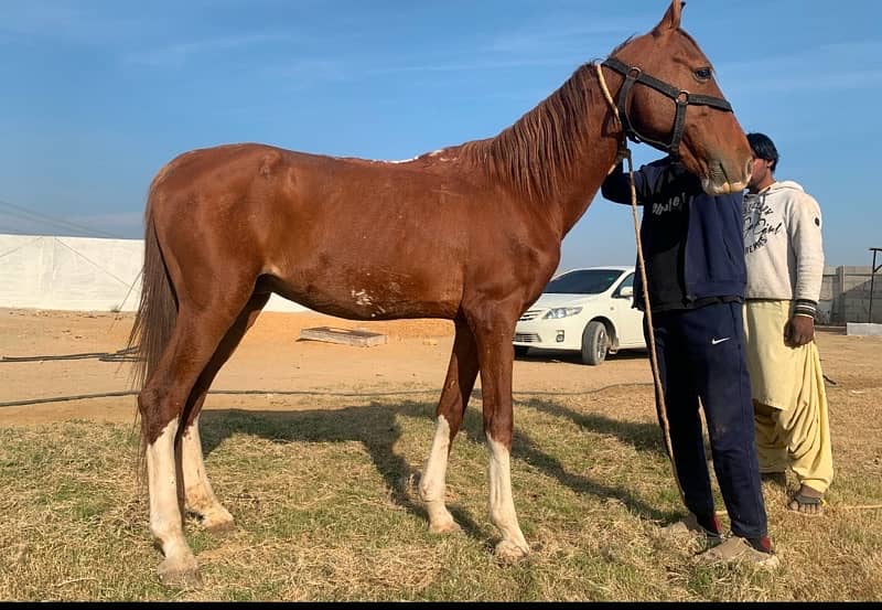 big horse for sale in karachi 1