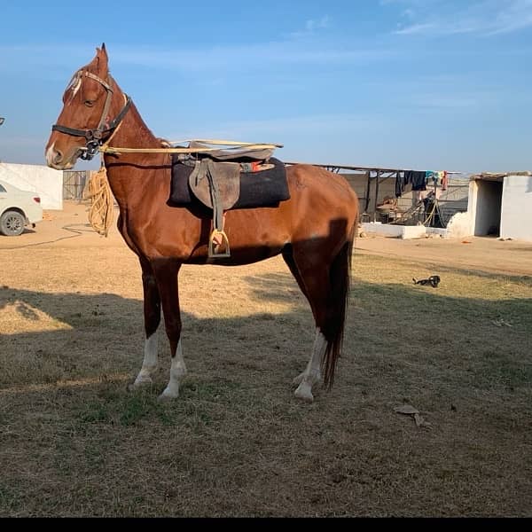 big horse for sale in karachi 2