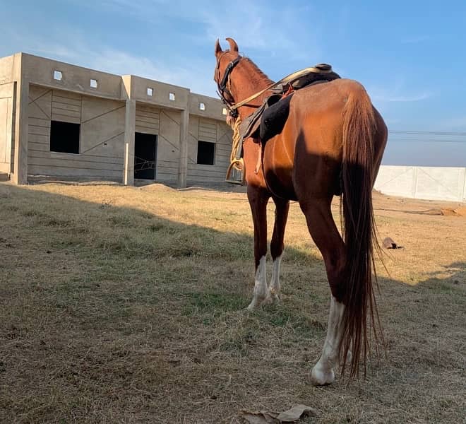 big horse for sale in karachi 3