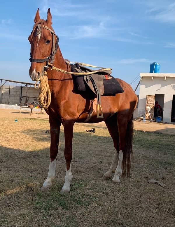 big horse for sale in karachi 4