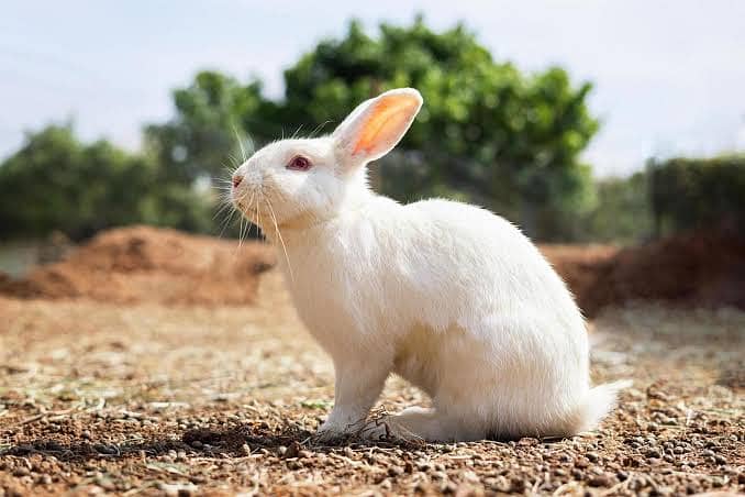 Rabbit Different Color For Sale In Bahawalpur Punjab Pakistan 0