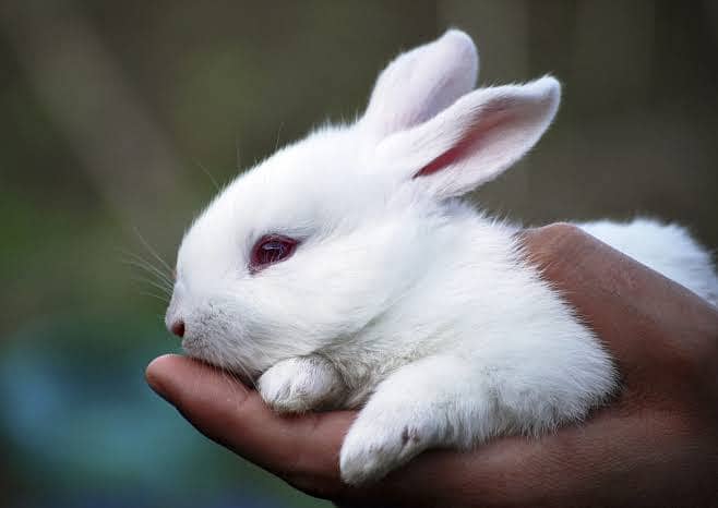 Rabbit Different Color For Sale In Bahawalpur Punjab Pakistan 1