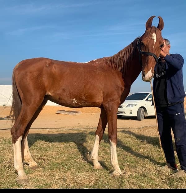 big horse for sale in karachi 5