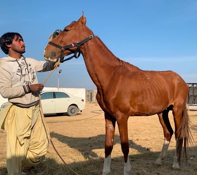 big horse for sale in karachi 6