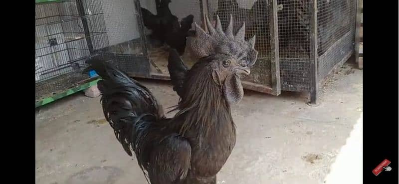 ayam cemani 2