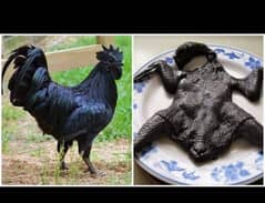 ayam cemani