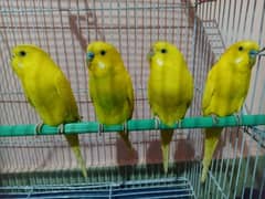 Lutino Budgies Adult Pairs for sale