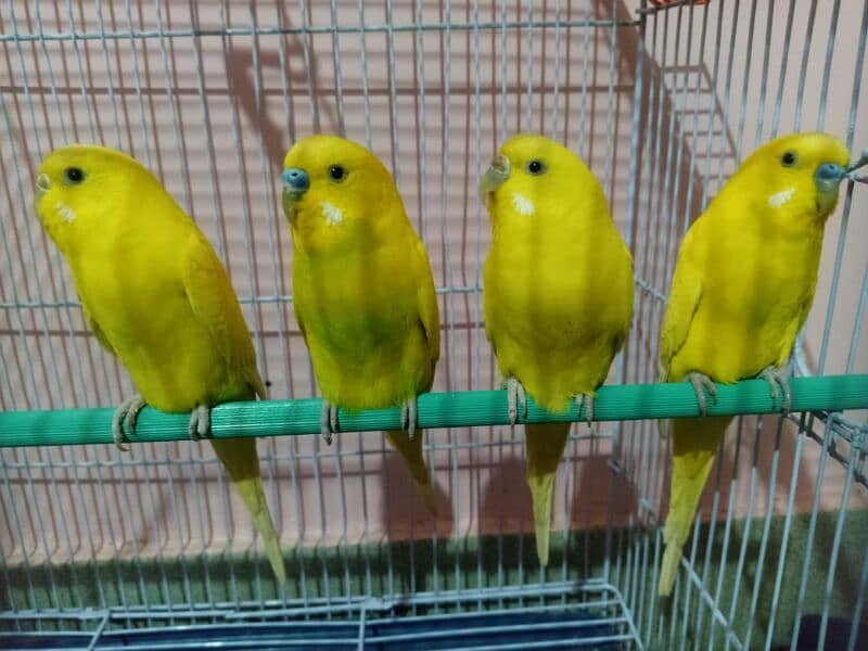 Lutino Budgies Adult Pairs for sale 0