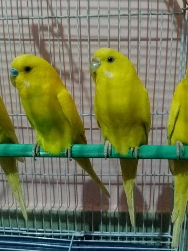 Lutino Budgies Adult Pairs for sale 1