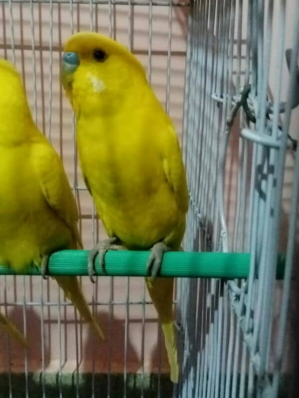 Lutino Budgies Adult Pairs for sale 2