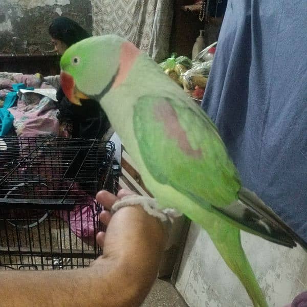 raw parrot 0