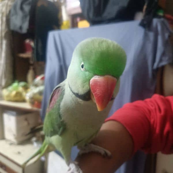 raw parrot 1