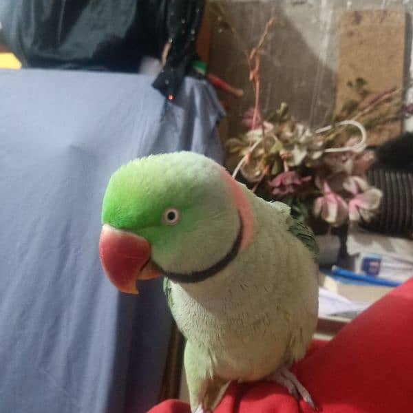 raw parrot 3