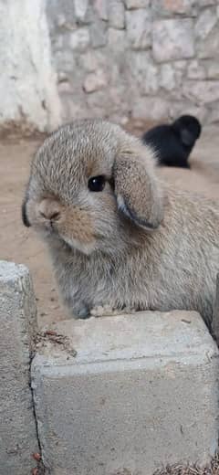 Holland lop bunnies/punch face