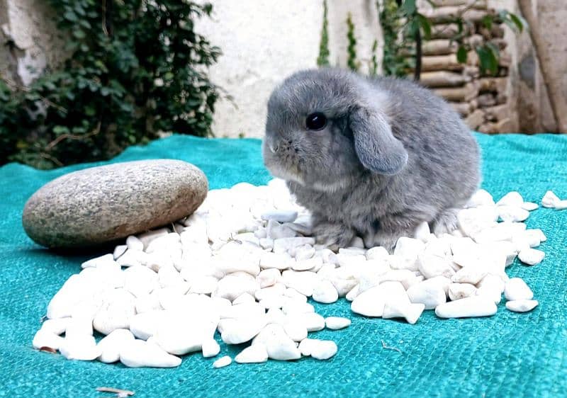 Holland lop bunnies/punch face 8