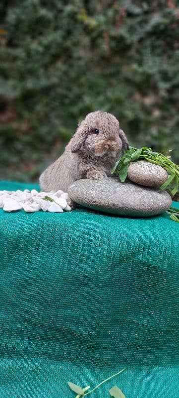 Holland lop bunnies/punch face 9