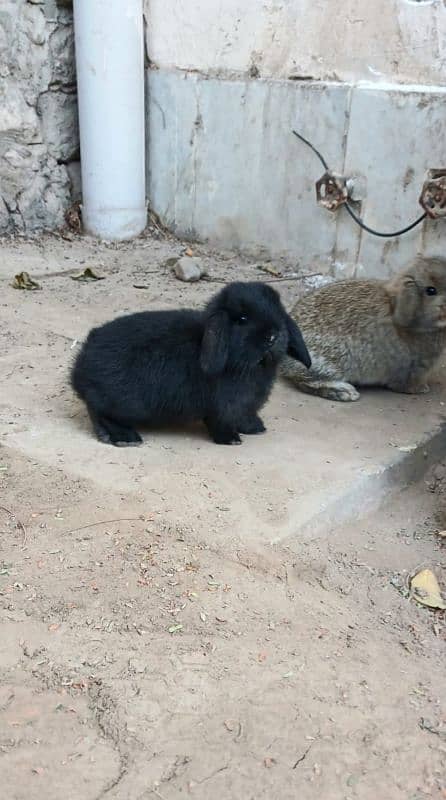 Holland lop bunnies/punch face 10