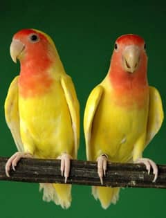 Lutino Love Bird For Sale | Pair | Ready To Breed