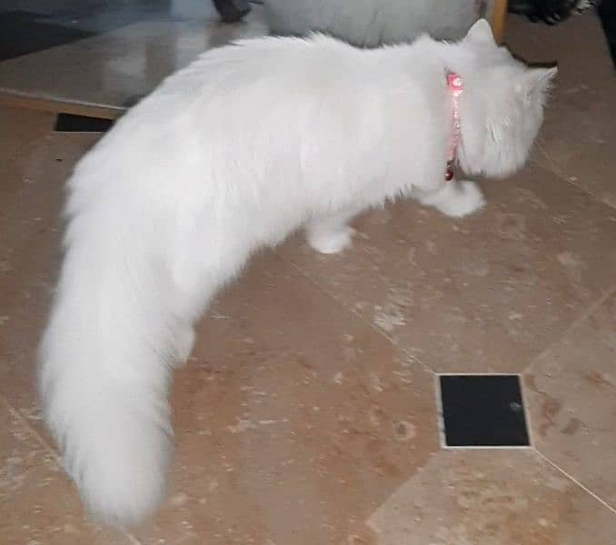 Female Persian 4