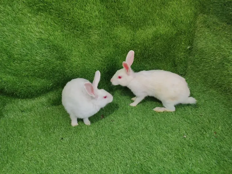 Red eye breeder pair — photo 2