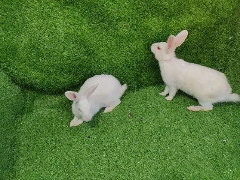 Red eye breeder pair — photo 3