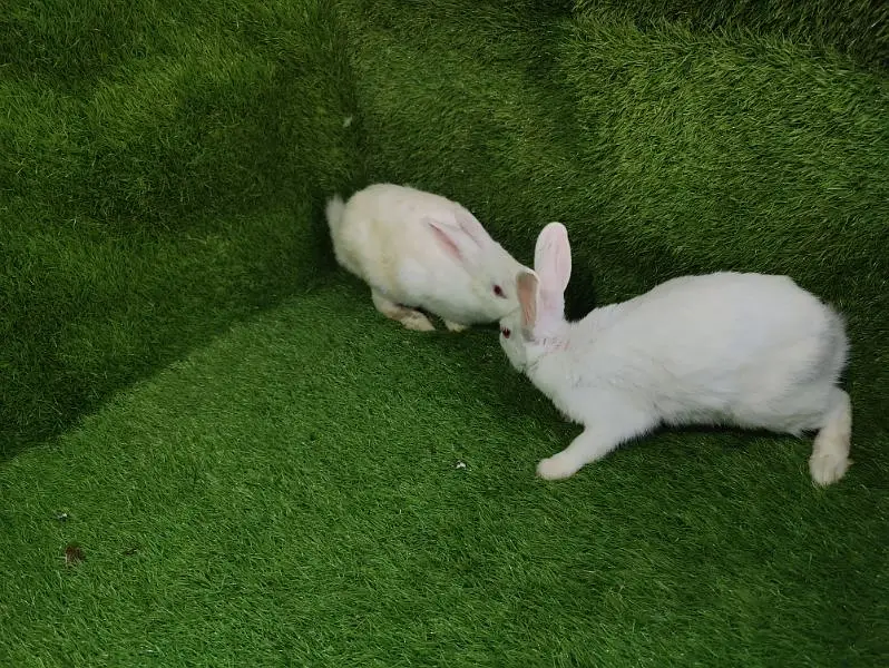 Red eye breeder pair — photo 4