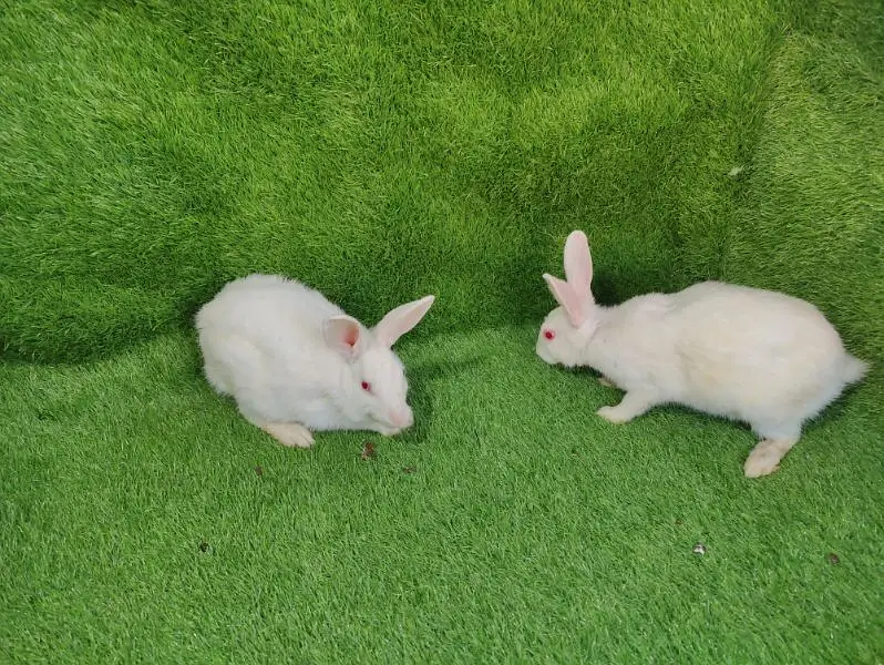 Red eye breeder pair — photo 5